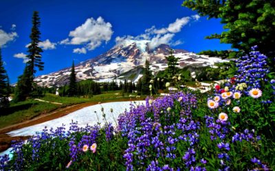imagenes de paisajes preciosos flores