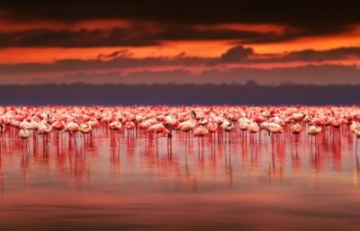 paisajes hermosos del mundo para fondo de pantalla flamingos