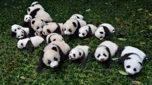fotos de osos panda en familia