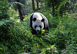 fotos de osos panda en su habitad natural