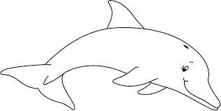 imagenes de animales acuáticos  delfin