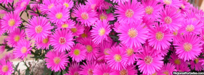 imagenes de flores para portada moradas