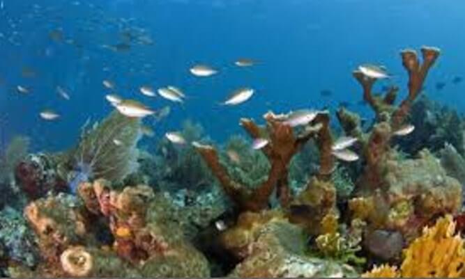 imagenes-flora-gran-barrera-de-coral-australiana