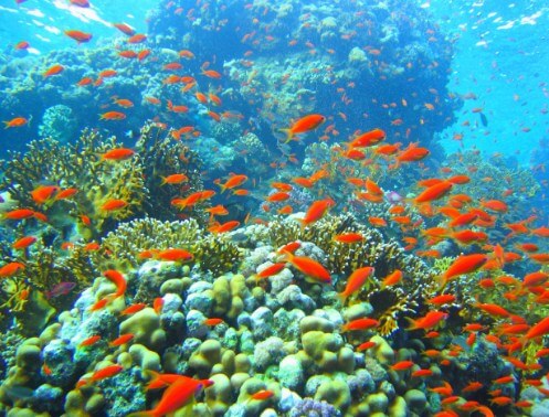 imagenes-de-arrecifes-coralinos