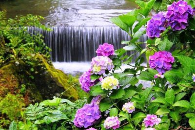 imagenes-de-cascadas-hermosas-con-flores