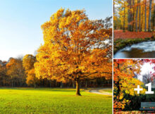 paisajes en otoño con colores